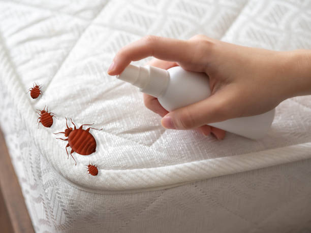 Best Pest Control Near Me in Quincy, IL